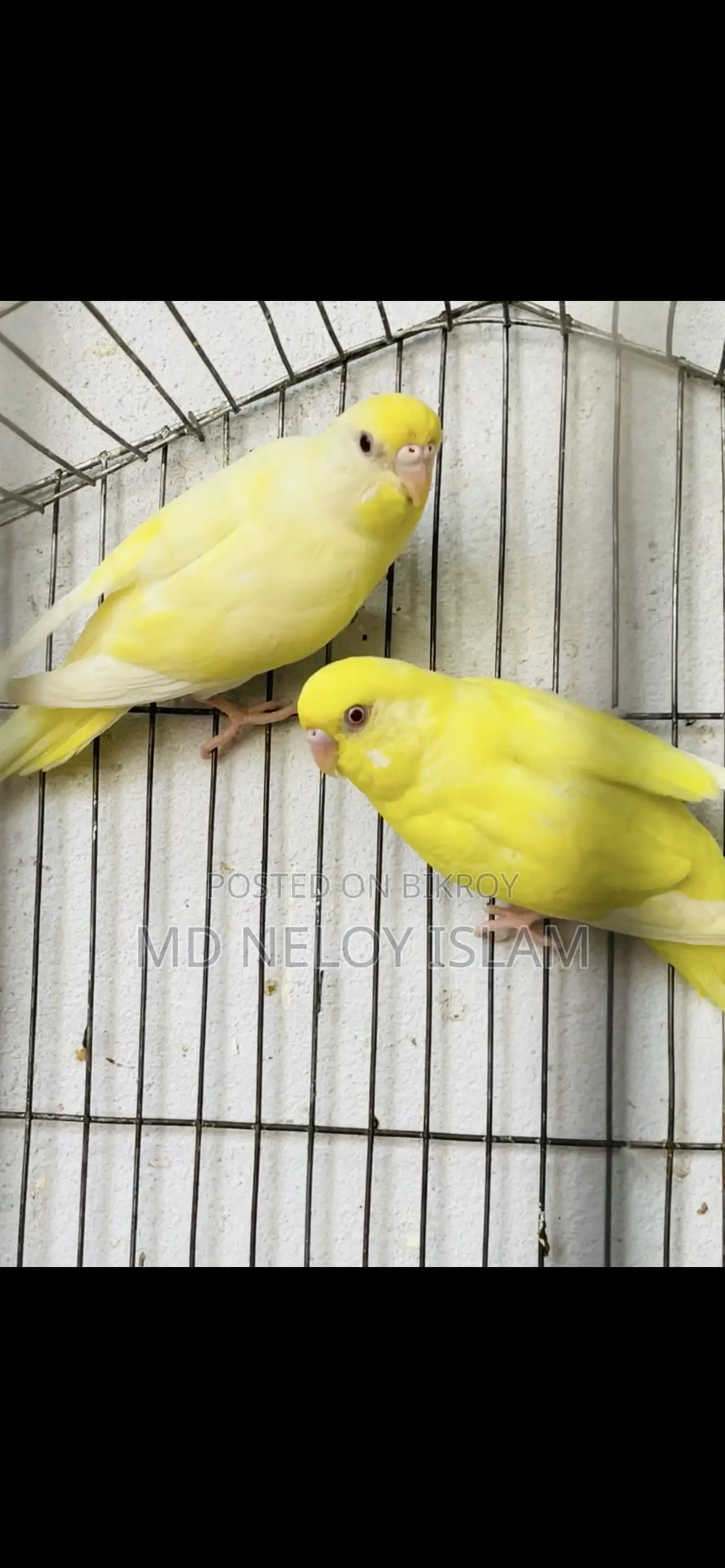 Red Eye Budgie (Crimino)