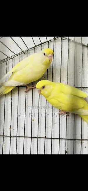 Red Eye Budgie (Crimino)