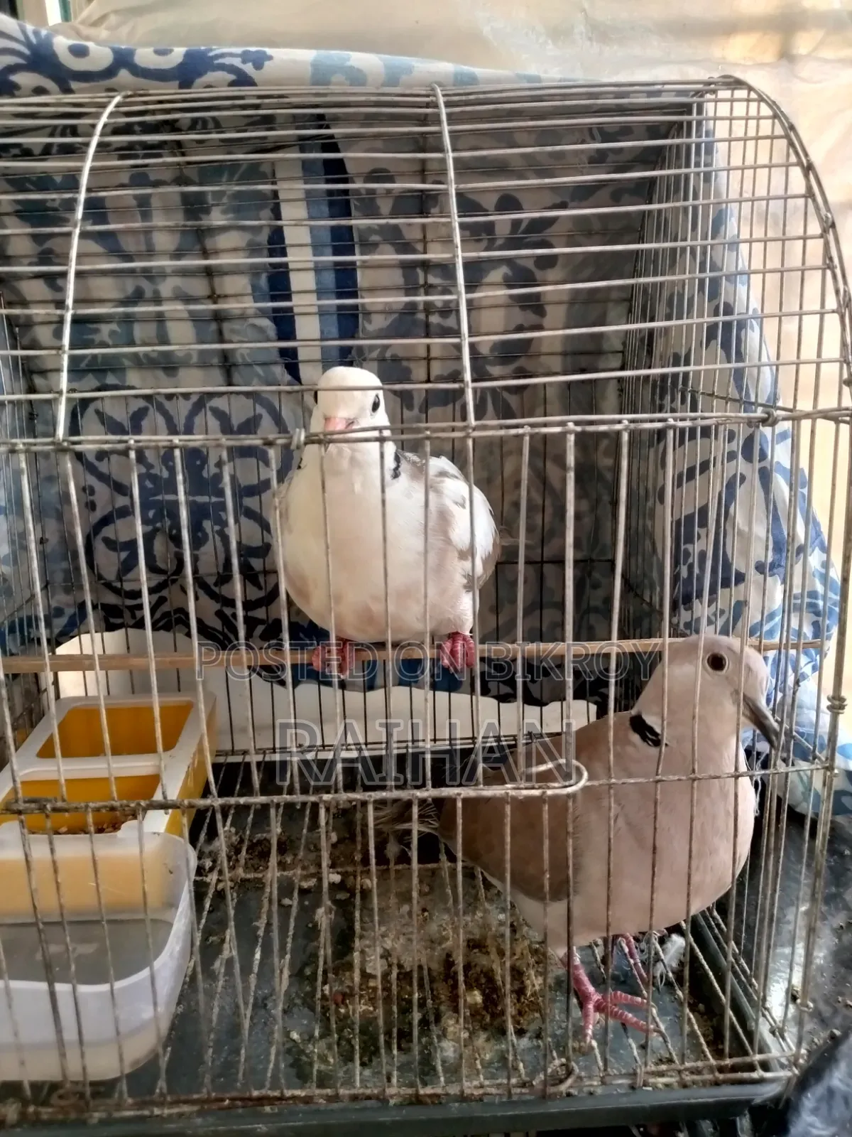 A pair of doves for sale