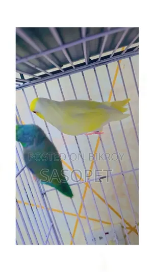Cremino Pair