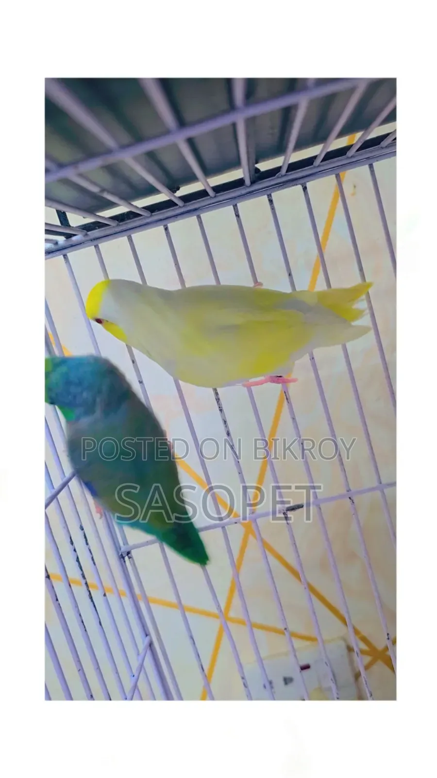 Cremino Pair