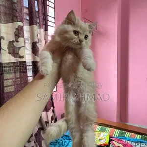 1-3 Months Male Purebred Persian