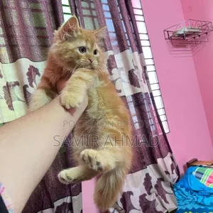 1-3 Months Male Purebred Persian