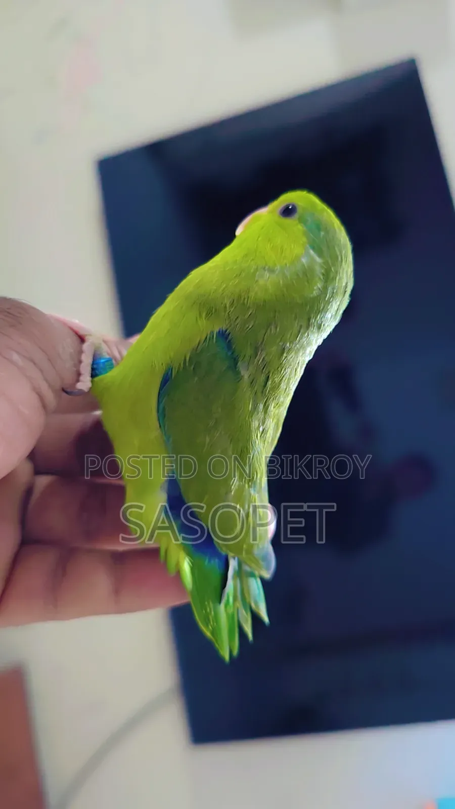 Green Male /Ino