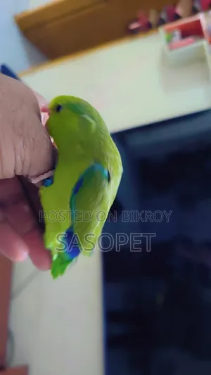 Green Male /Ino