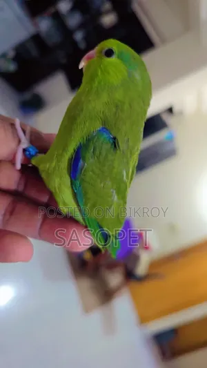 Green Male /Ino