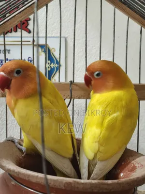 Love Birds