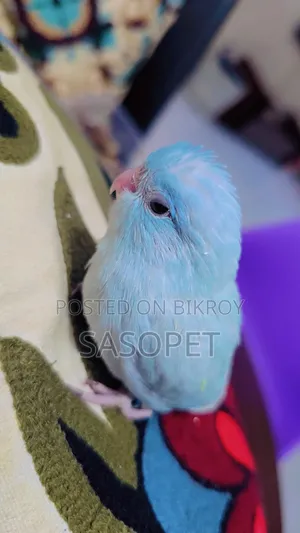 Am White / Fallow Female