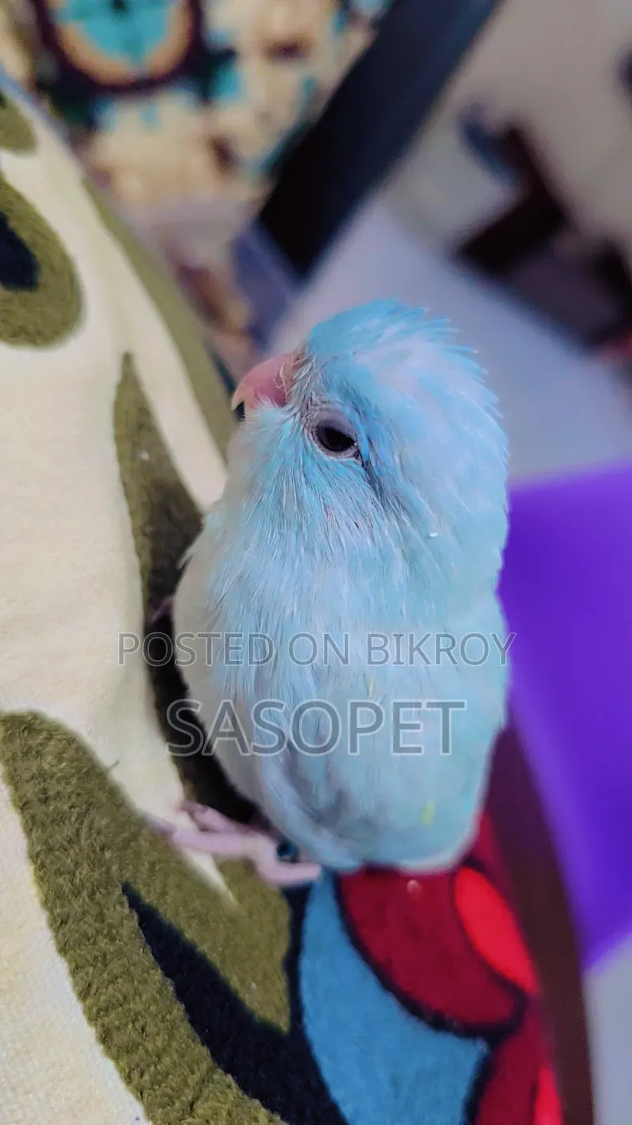 Am White / Fallow Female