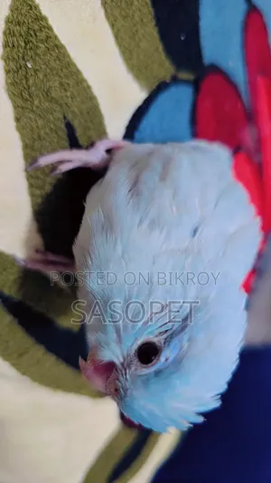 Am White / Fallow Female