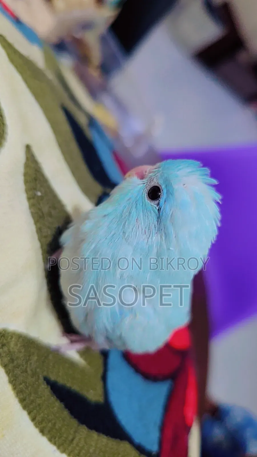 Am White / Fallow Female