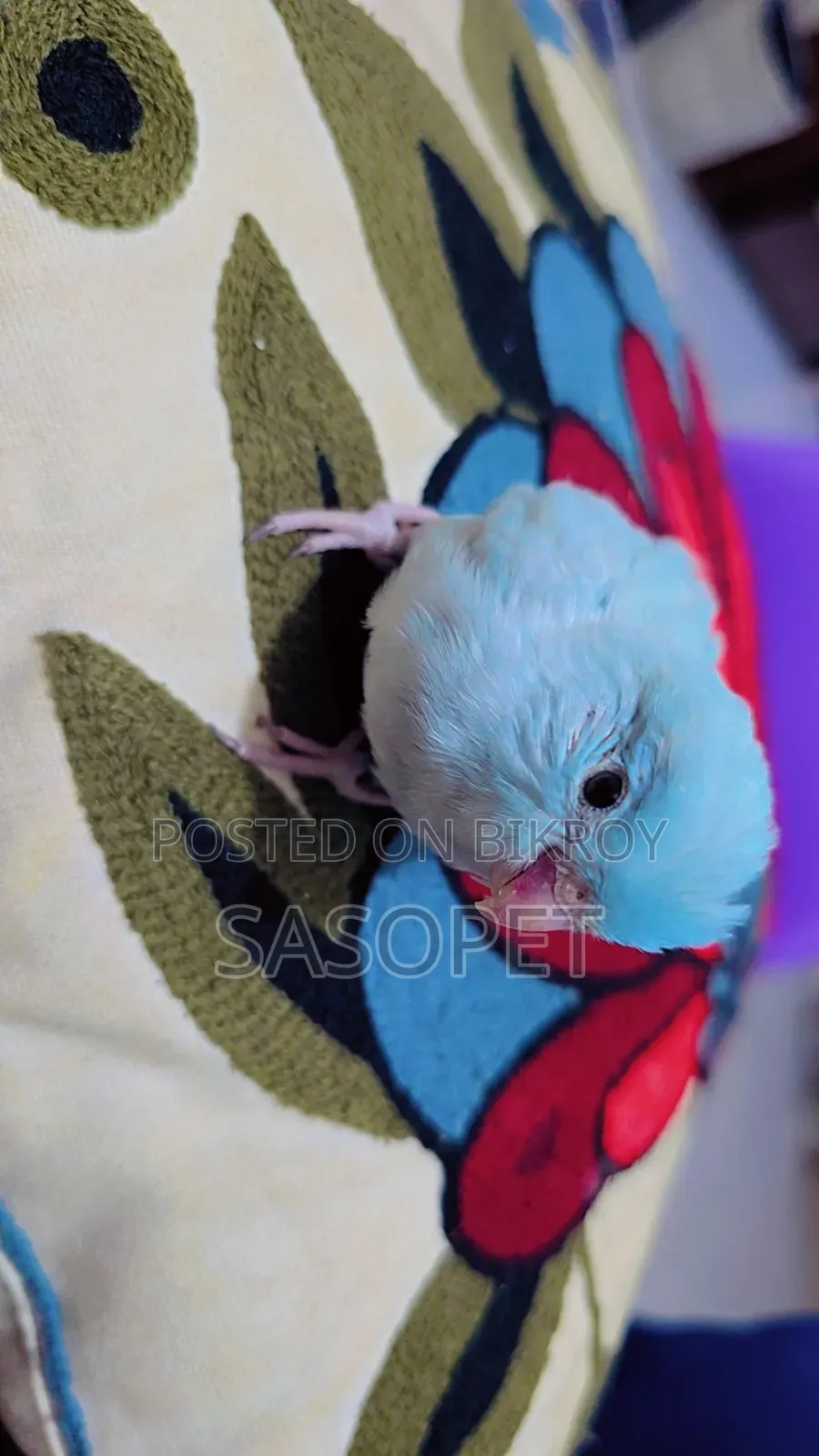 Am White / Fallow Female