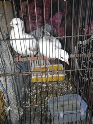 A pair of mixed color dove birds for sale