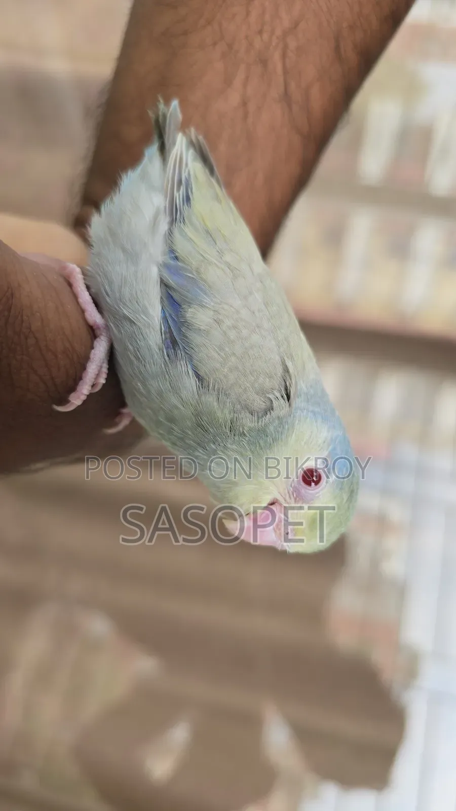 Gray Tq Fallow Female
