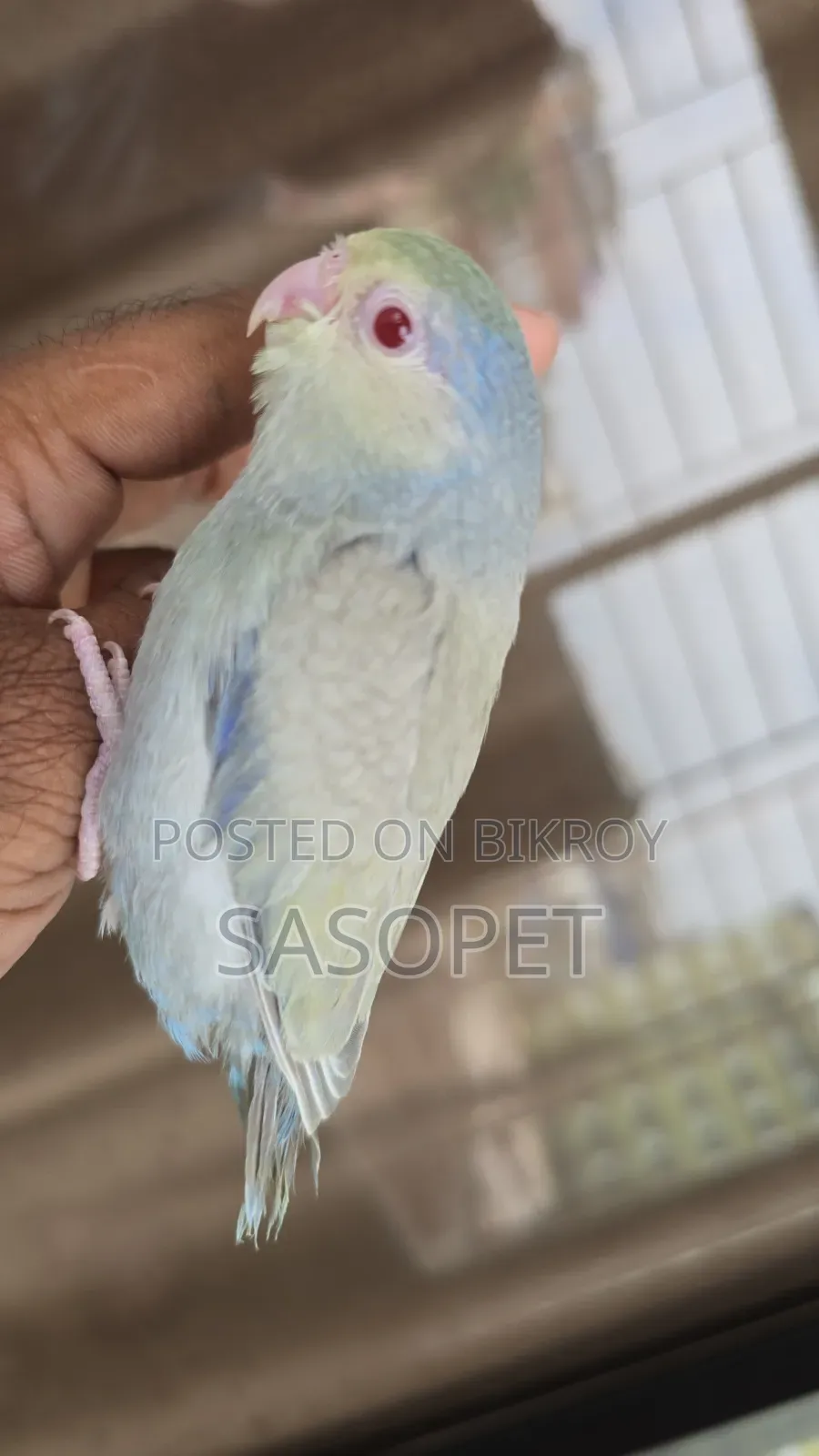 Gray Tq Fallow Female