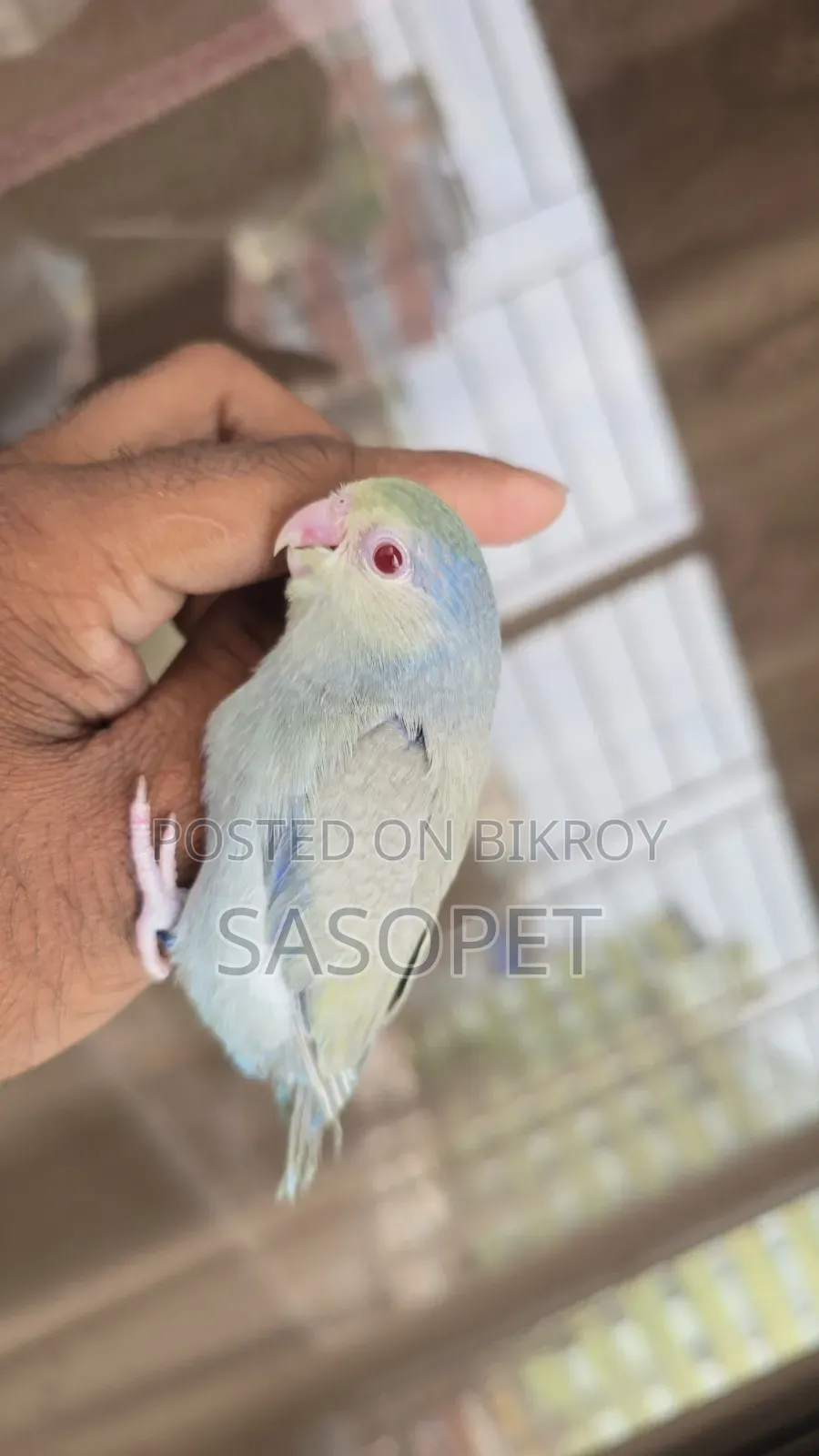 Gray Tq Fallow Female