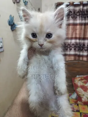 ১-৩ মাস বয়সী পুরুষ বিশুদ্ধ পার্সিয়ান বিড়াল