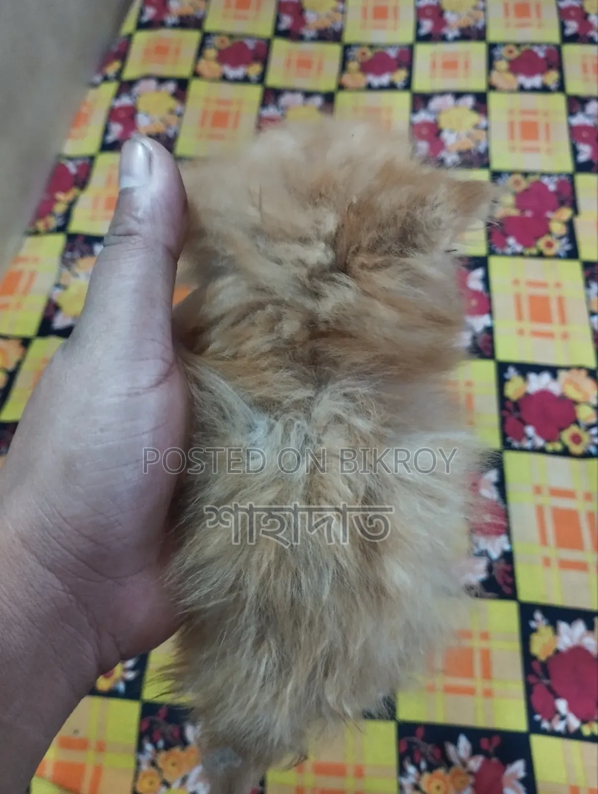 ১-৩ মাস বয়সী পুরুষ বিশুদ্ধ পার্সিয়ান বিড়াল