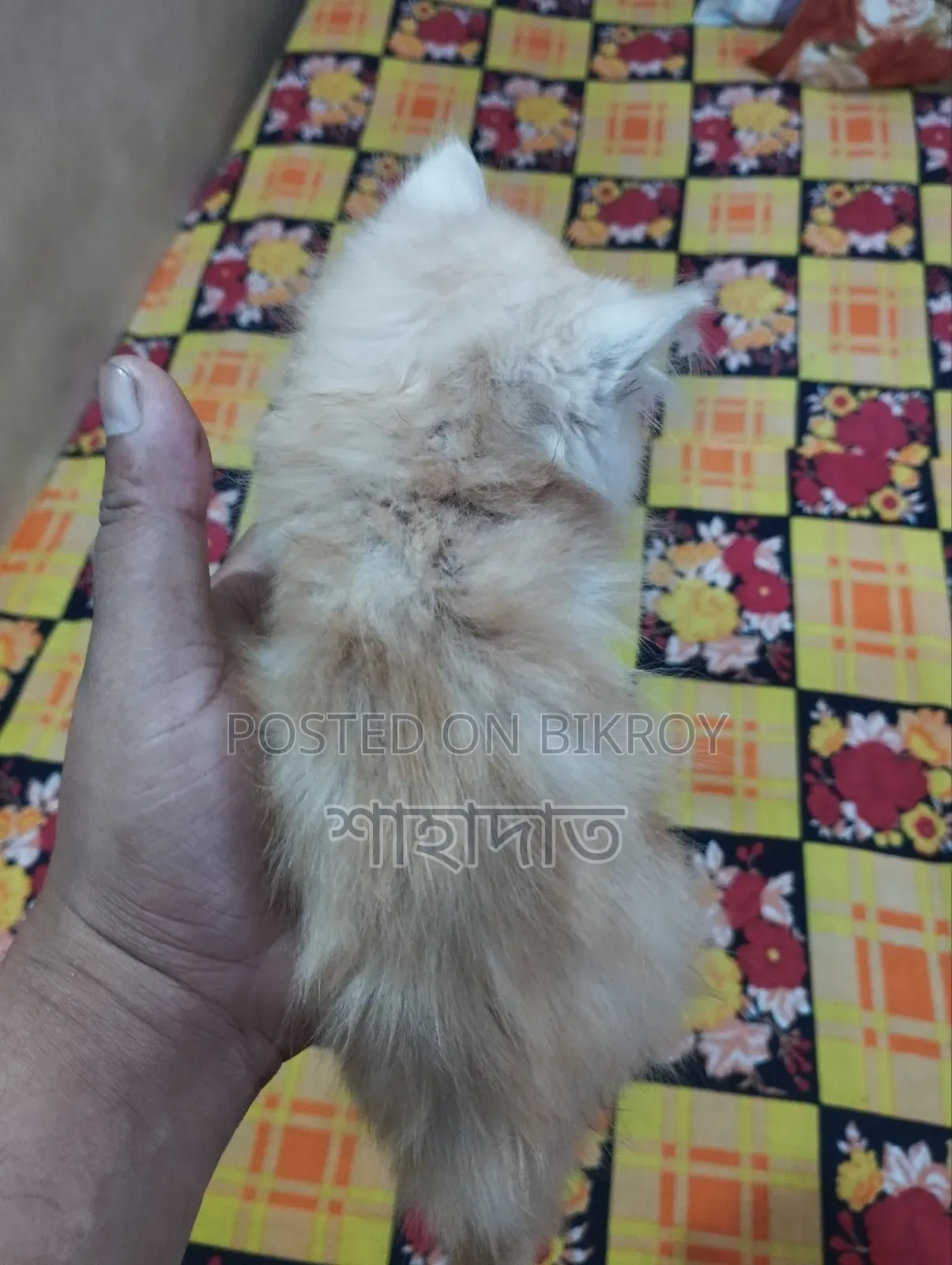 ১-৩ মাস বয়সী পুরুষ বিশুদ্ধ পার্সিয়ান বিড়াল