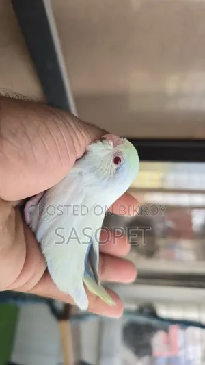 Am Tq Fallow Male
