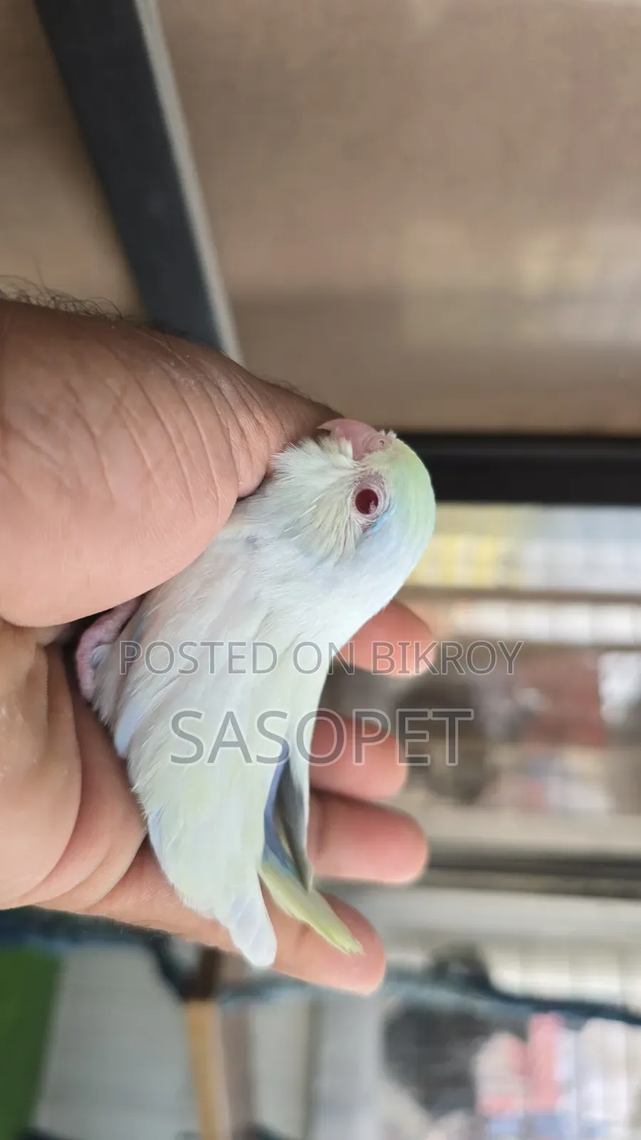 Am Tq Fallow Male