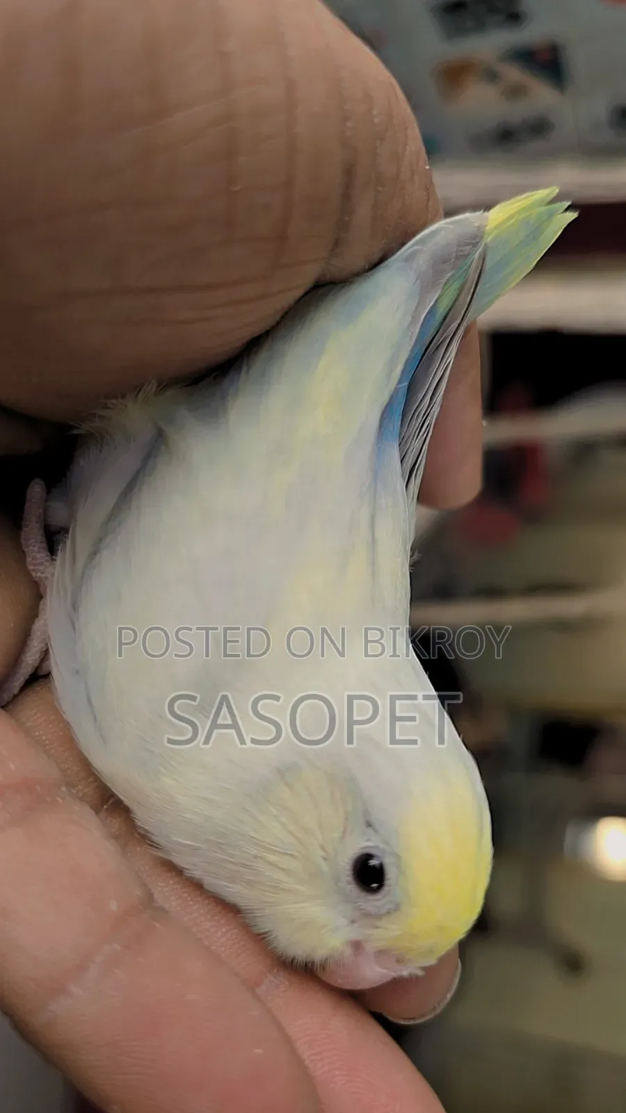 American Dilute Turquoise Marble / Fallow Female