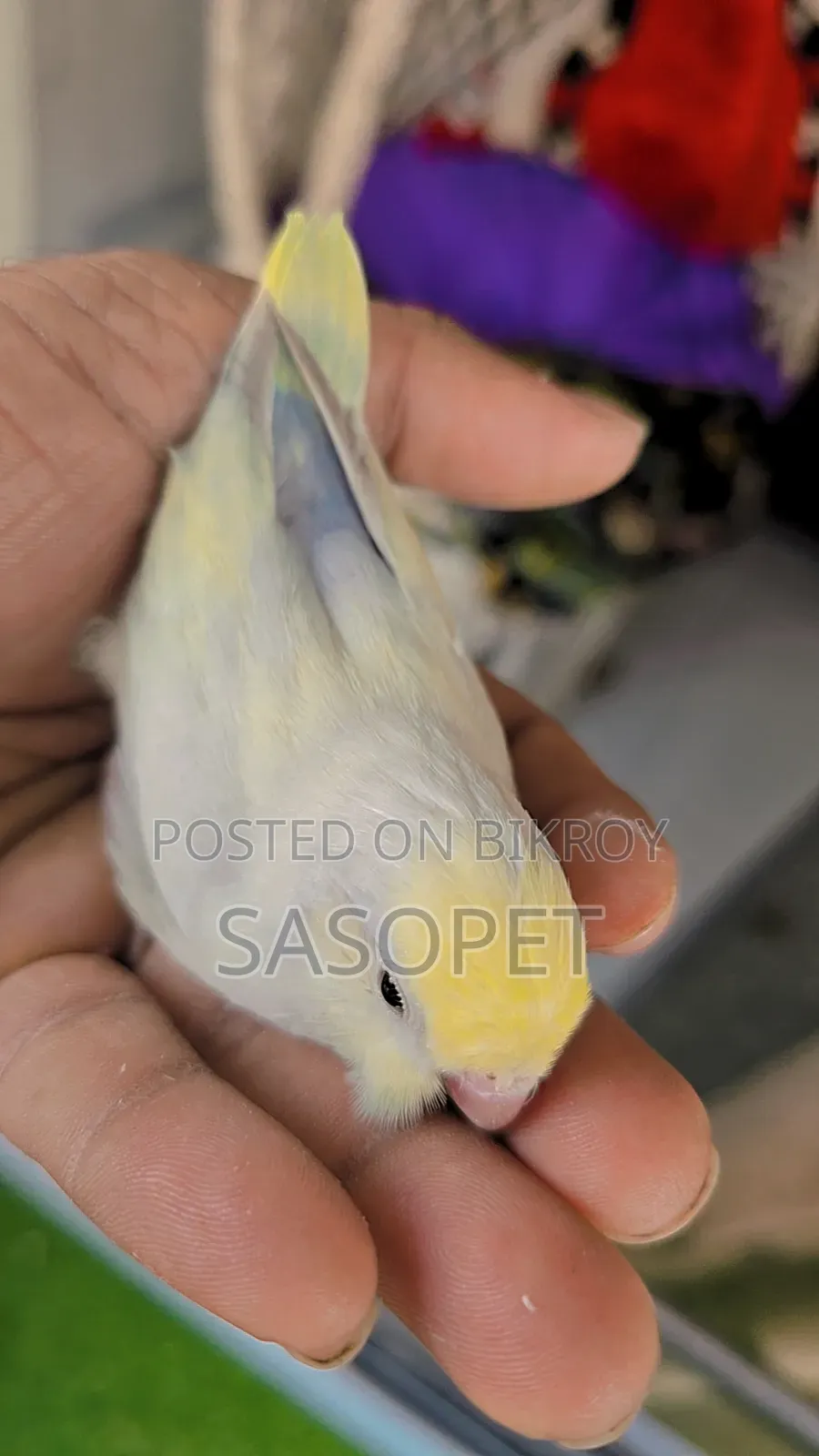 American Dilute Turquoise Marble / Fallow Female