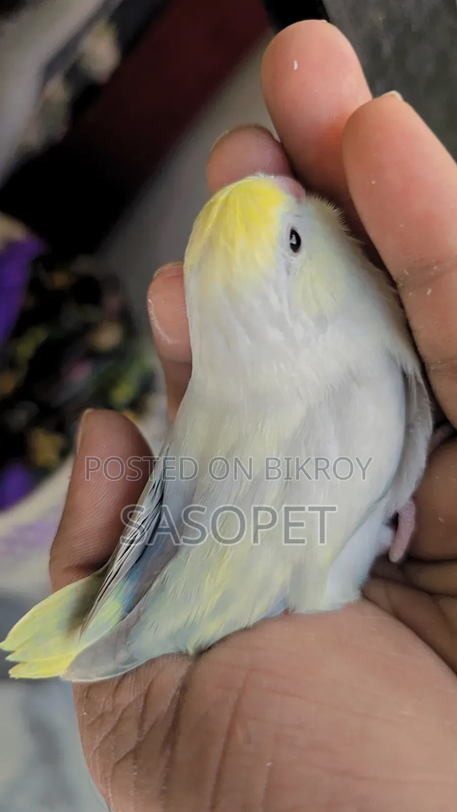 American Dilute Turquoise Marble / Fallow Female