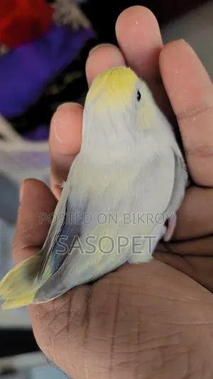 American Dilute Turquoise Marble / Fallow Female