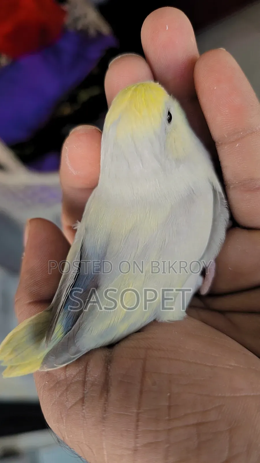 American Dilute Turquoise Marble / Fallow Female