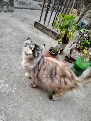 6-12 Months Female Purebred Persian