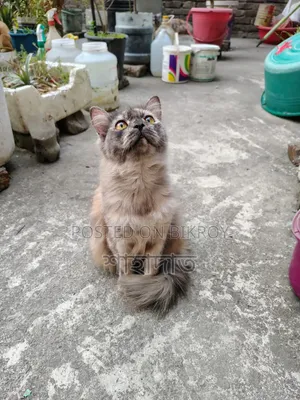 6-12 Months Female Purebred Persian
