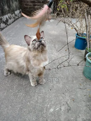 6-12 Months Female Purebred Persian