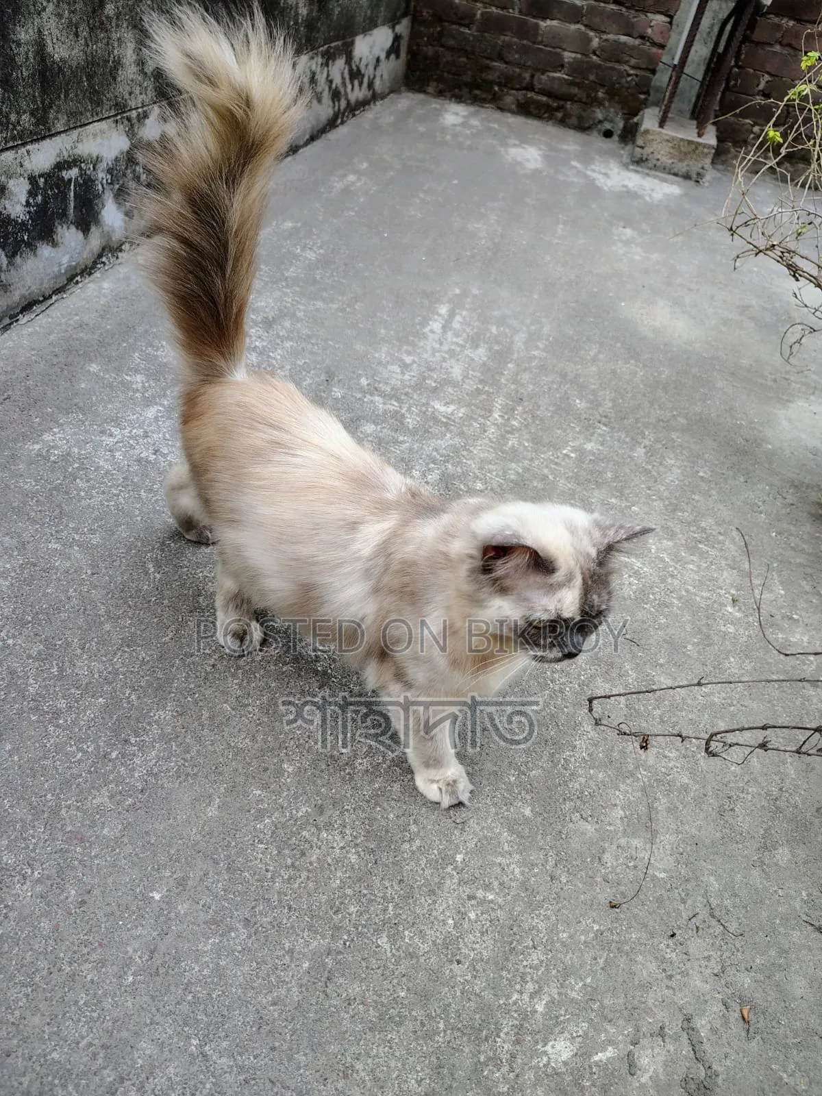 6-12 Months Female Purebred Persian