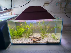 18x9x9 Planted Aquarium Set