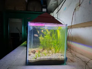 18x9x9 Planted Aquarium Set