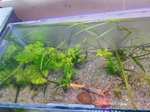 18x9x9 Planted Aquarium Set