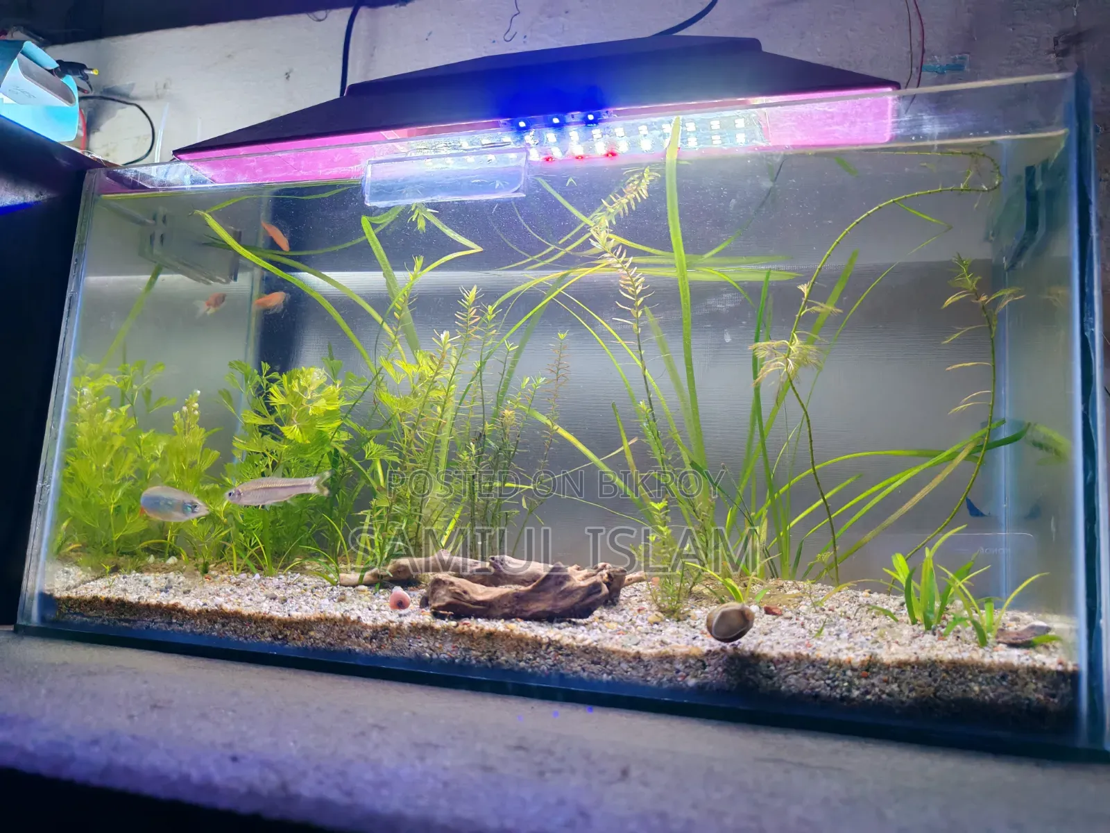 18x9x9 Planted Aquarium Set