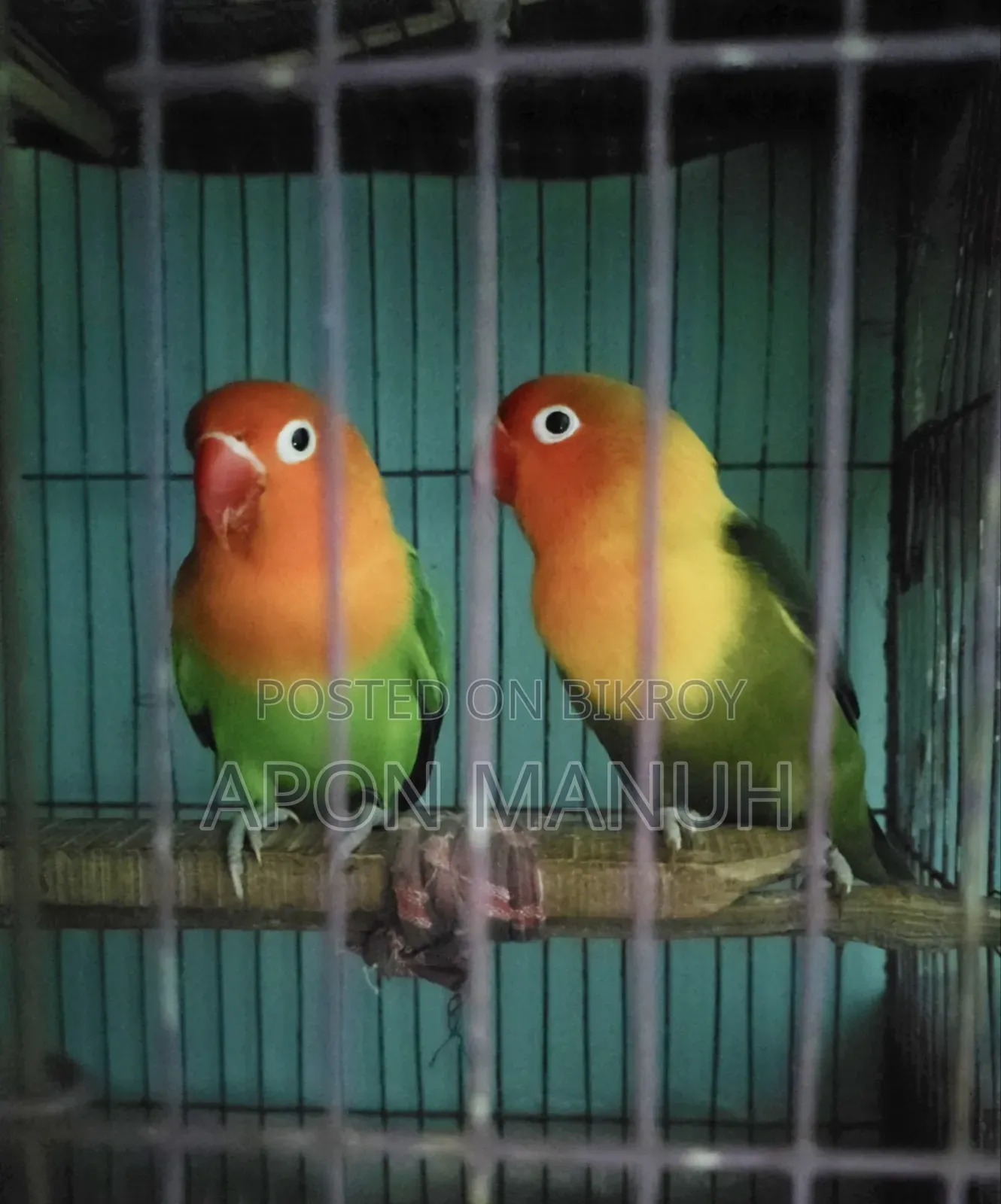 Lovebird one pair