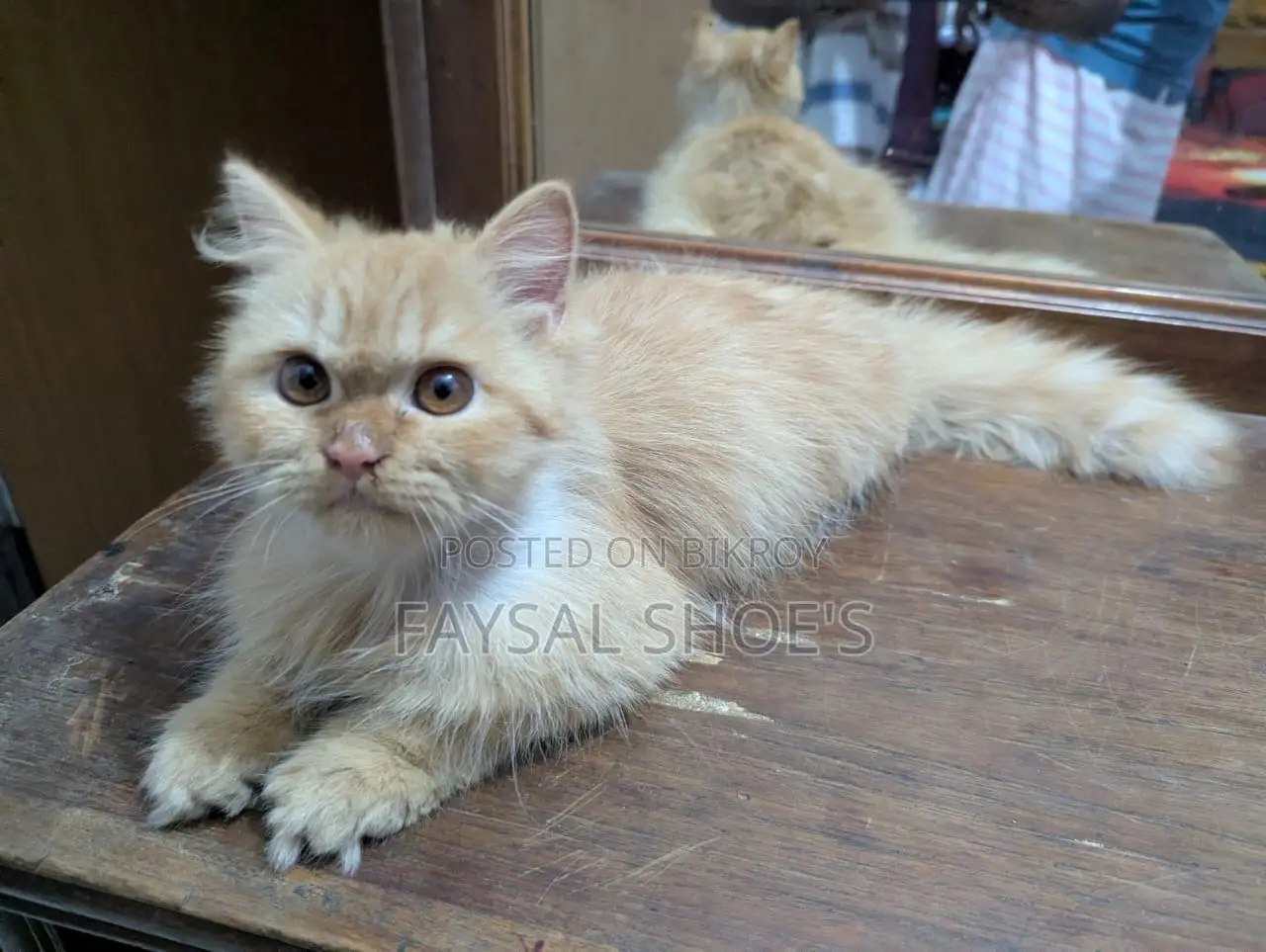 3-6 Months Male Purebred Persian