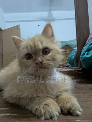 3-6 Months Male Purebred Persian