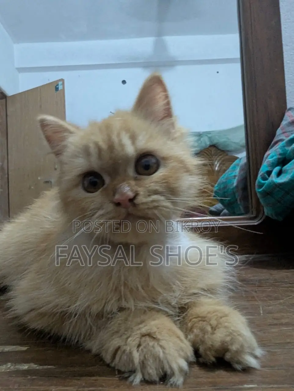 3-6 Months Male Purebred Persian