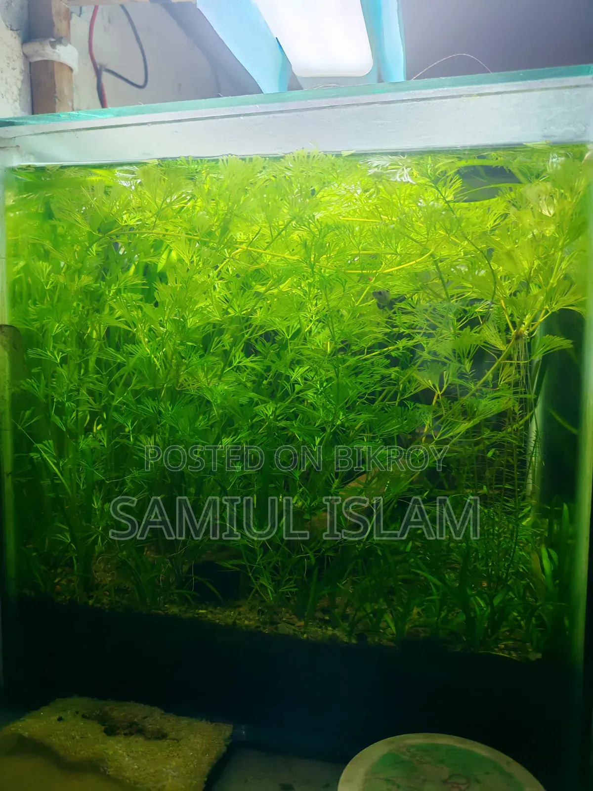12 Inch Planted Cube Tank