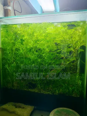 12 Inch Planted Cube Tank