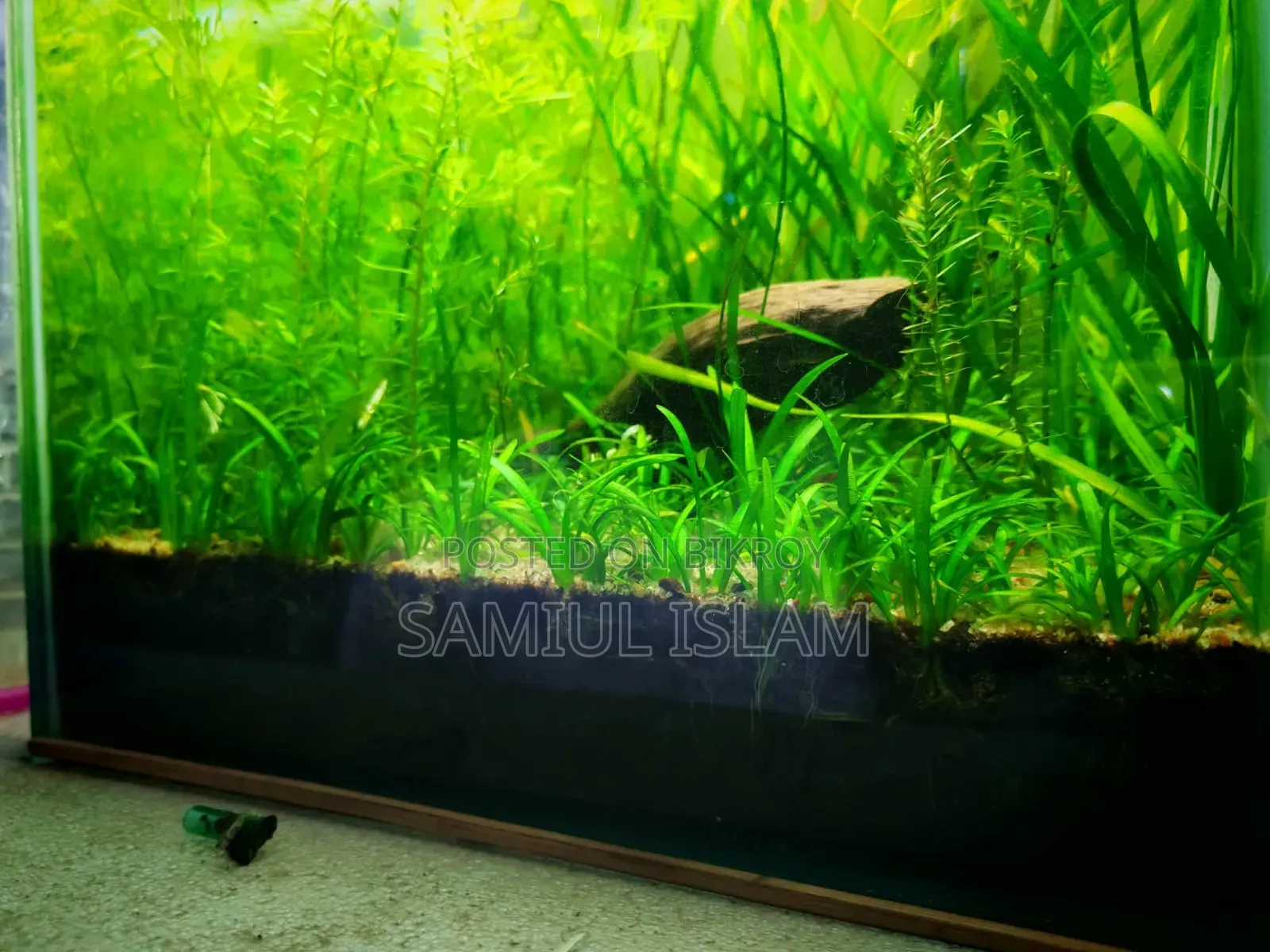 12 Inch Planted Cube Tank