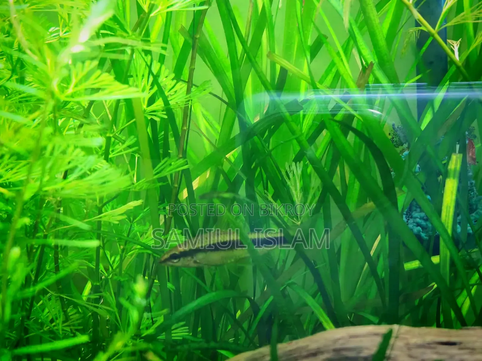 12 Inch Planted Cube Tank