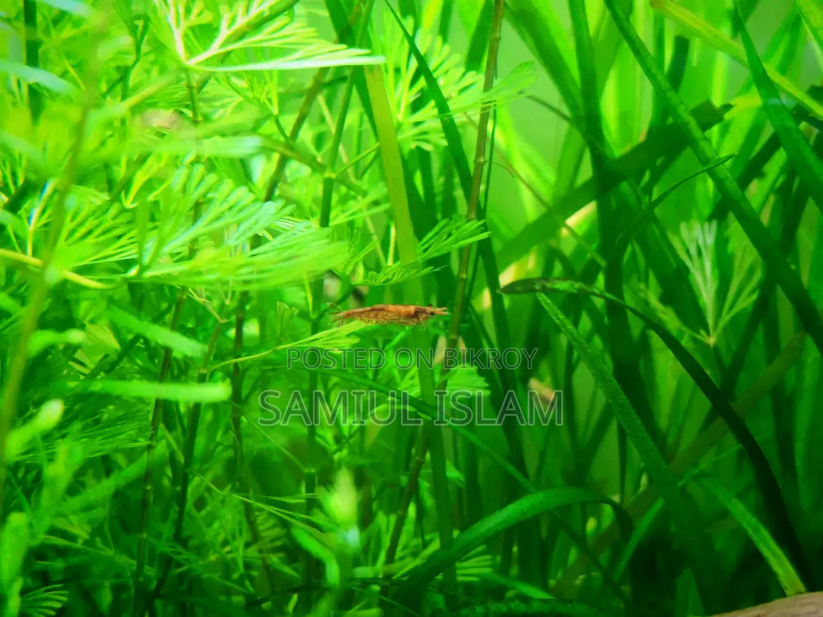 12 Inch Planted Cube Tank