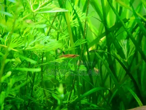 12 Inch Planted Cube Tank