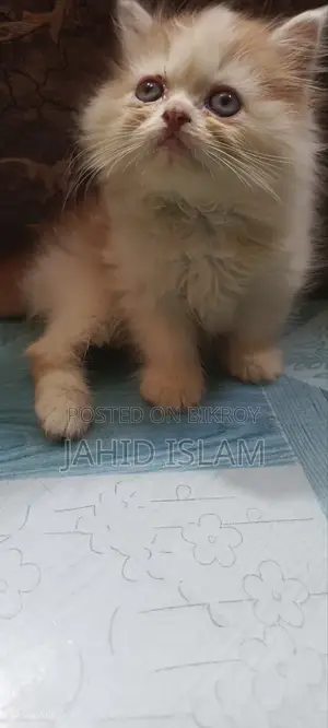 1-3 Months Female Purebred Persian