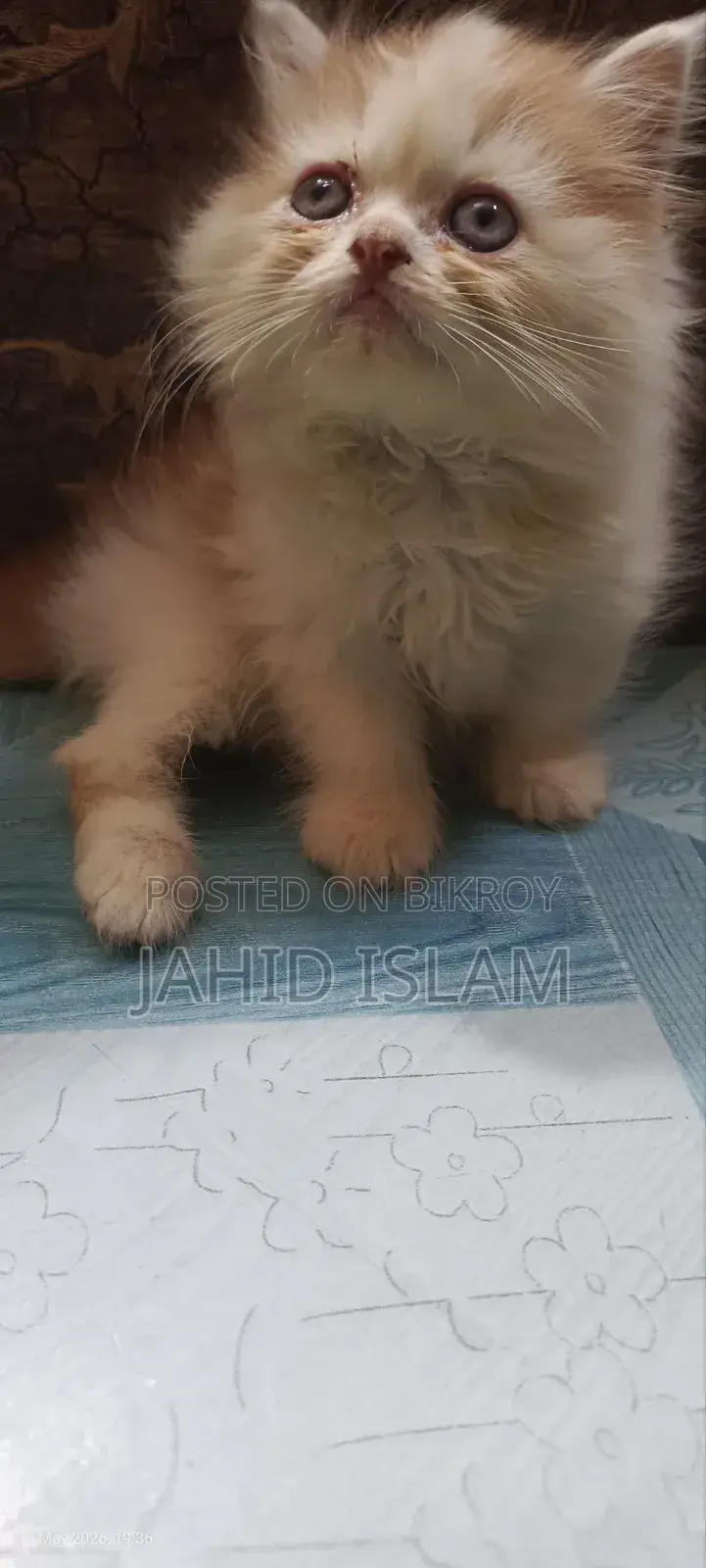 1-3 Months Female Purebred Persian